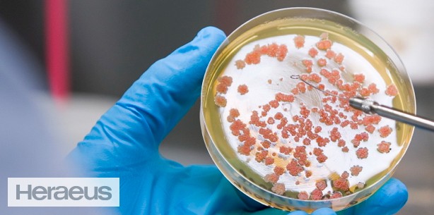 Heraeus: Mit Antitumor-Wirkstoffen Krebs erfolgreich bekämpfen