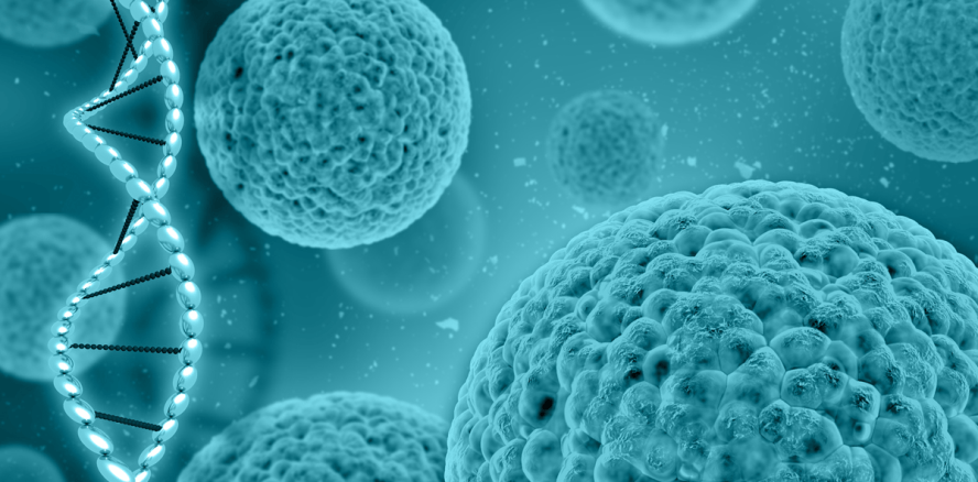 Modifizierter Herpes-Virus stoppt Hautkrebs