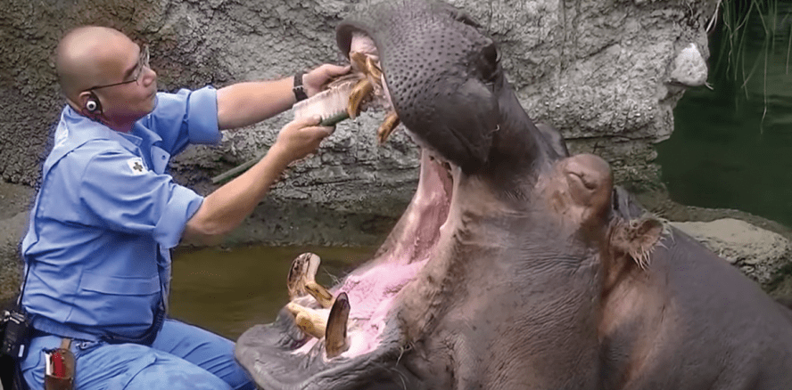 Bitte nicht zubeißen: Zahnpflege beim Nilpferd