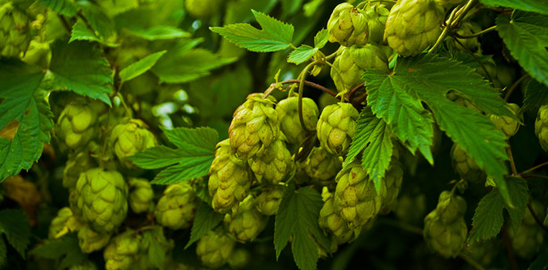 Prophylaxe bald mit Hopfen?