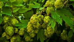 Prophylaxe bald mit Hopfen?