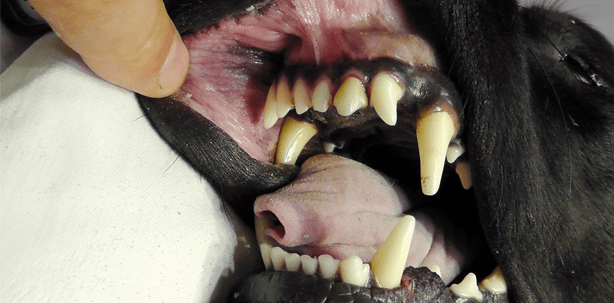 Einfach tierisch menschlich