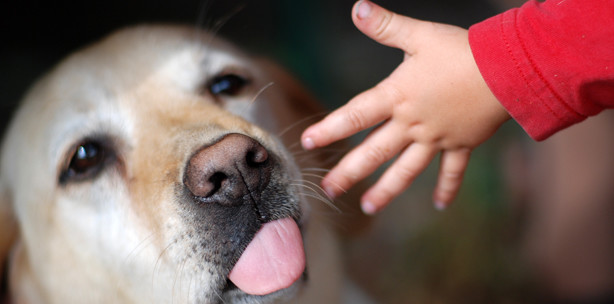 Wie verhalten nach einer Hundebissverletzung?
