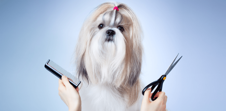 Hundehaare als Streitpunkt in Zahnarztpraxis