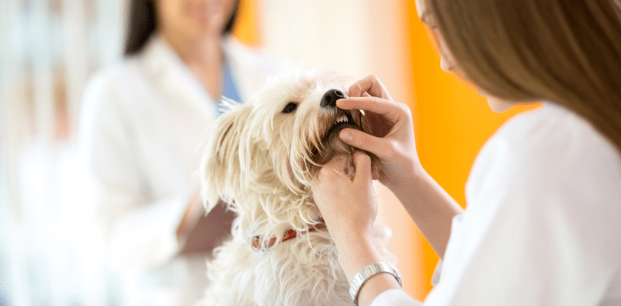 So klappts auch wieder mit dem Beißen – Zahnspangen für Hunde