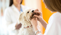 So klappts auch wieder mit dem Beißen – Zahnspangen für Hunde