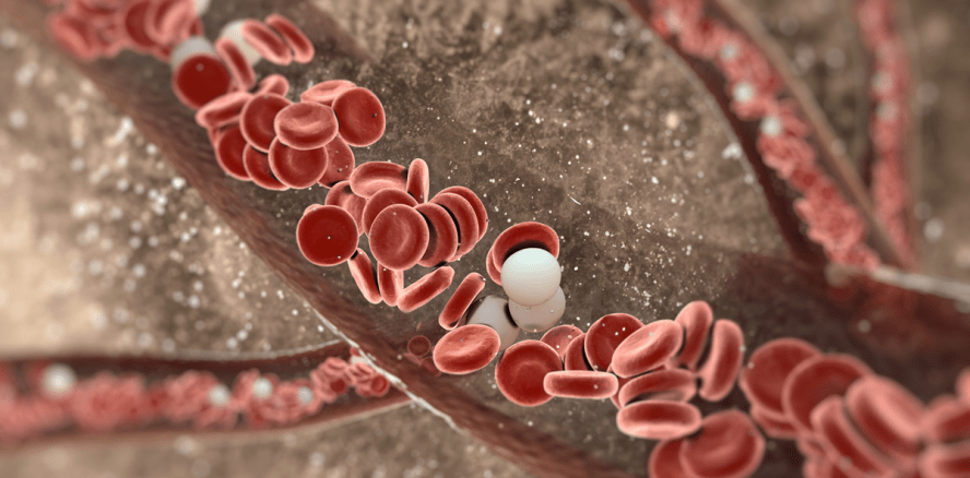 Kalzium-Transportmechanismus zur Zahnschmelzbildung erforscht