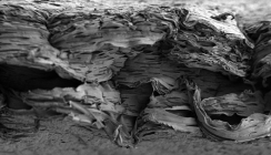 Knochenregeneration: Timing ist alles!