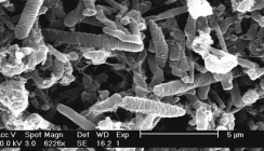 Parodontitis und die bakterielle Kommunikation im Biofilm