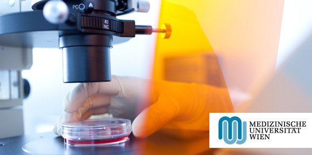 Mechanismus für effizientere Krebstherapie entschlüsselt