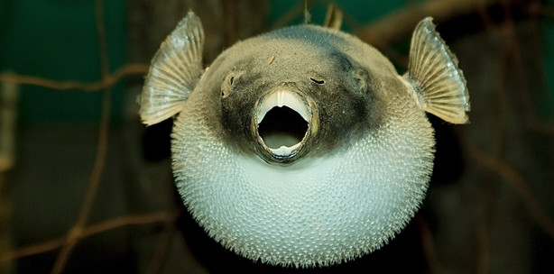 Haben Menschen bald Kugelfisch-Schnäbel?