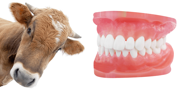 Muuuuuuh! – Eine tierische Prothese