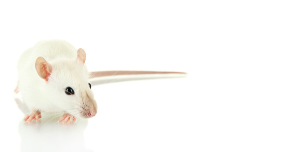 Ersetzen Mäusezähne bald die „Dritten“?