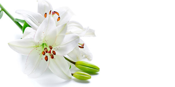 Mit Soja und Lilien gegen Krebs