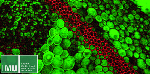 Schnellere Bildgebung mit molekularem Kontrast