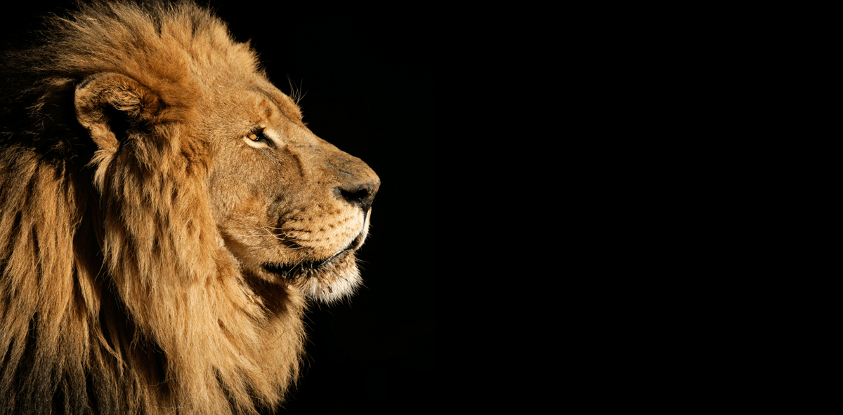 Löwe tot – Praxis zu: Zahnarzt beugt sich dem Shitstorm