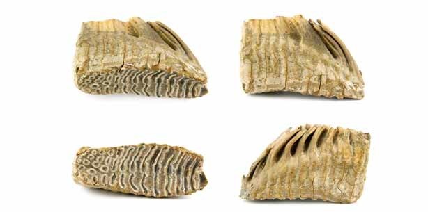 Eiszeitlicher Mammutstoßzahn bei U-Bahnbau gefunden