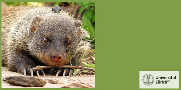 Zebramangusten strukturieren Einzelsilben ähnlich wie Menschen