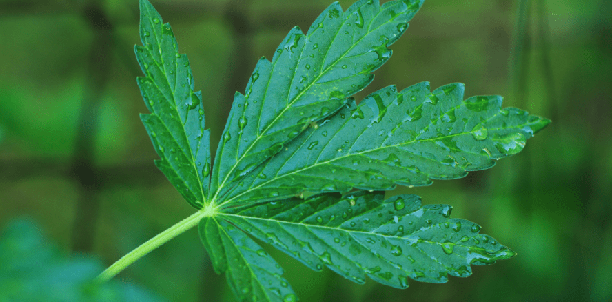 Mit Marihuana Knochen heilen