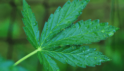 Mit Marihuana Knochen heilen