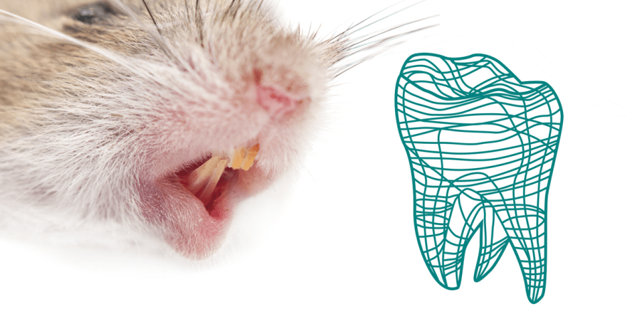 Mäusezähne sollen Geheimnis für Zahnschmelzregeneration lüften