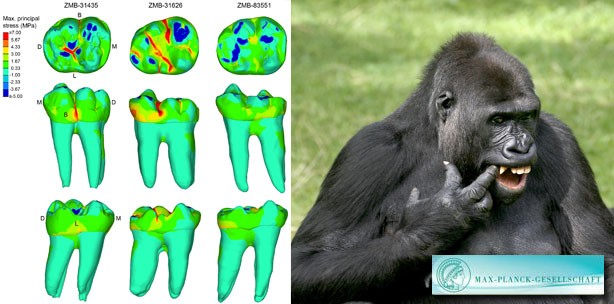 Evolutionärer Kompromiss für einen langen Zahnerhalt