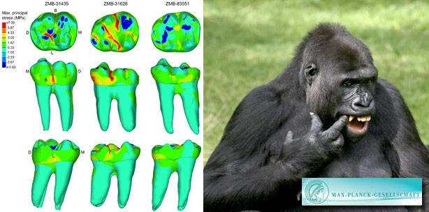 Evolutionärer Kompromiss für einen langen Zahnerhalt