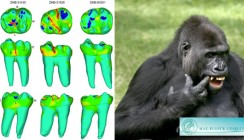 Evolutionärer Kompromiss für einen langen Zahnerhalt