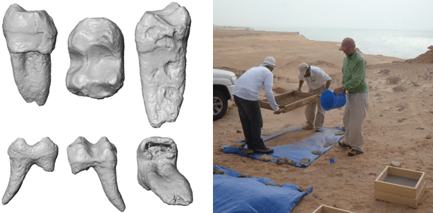 Zahn deckt „Wanderroute“ von Affen aus Afrika auf