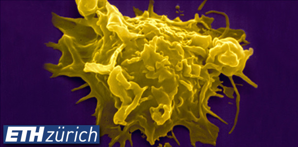 Nicht nur in der Schleimhaut, sondern auch im Körperinnern