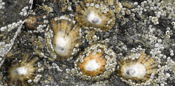 Die stärksten Zähne der Welt