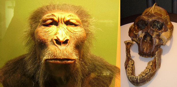 Rätsel geknackt: Zähne vom „Nussknacker-Mensch“ mahlten Gräser