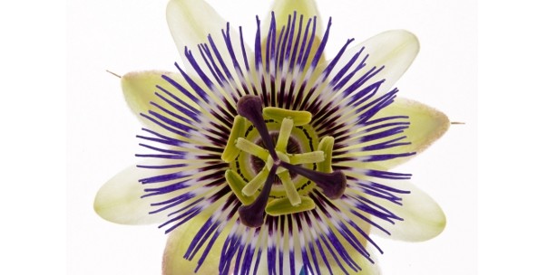 Ängste und Unruhe mit Passionsblume lindern