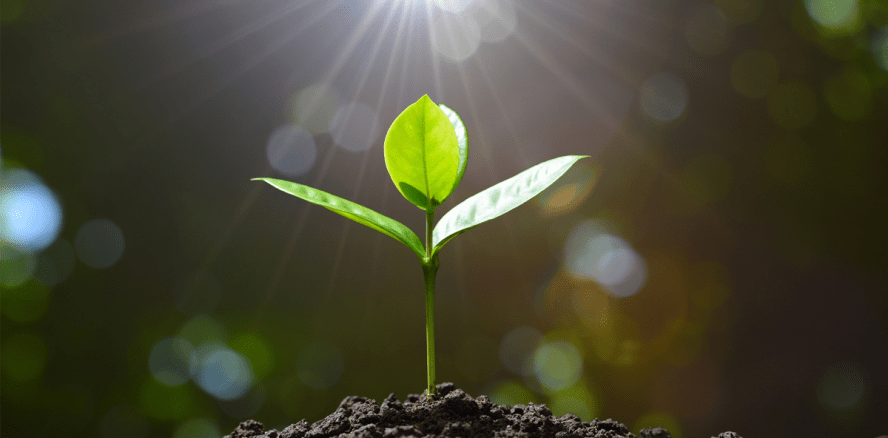 Können Pflanzenpeptide Plaque den Garaus machen?