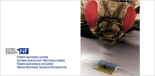 Winzige Roboter als Helferlein der Medizin