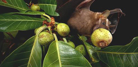 Fledermauszähne: Traumgebiss trotz zuckerreicher Ernährung