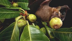 Fledermauszähne: Traumgebiss trotz zuckerreicher Ernährung