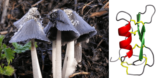Neues Antibiotikum aus Pferdemist-Pilz