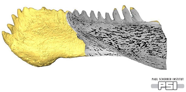 Der evolutionäre Ursprung unserer Zähne