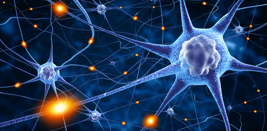 Vom Zahn in den Rücken: Pulpa-Stammzellen reparieren Ischiasnerv