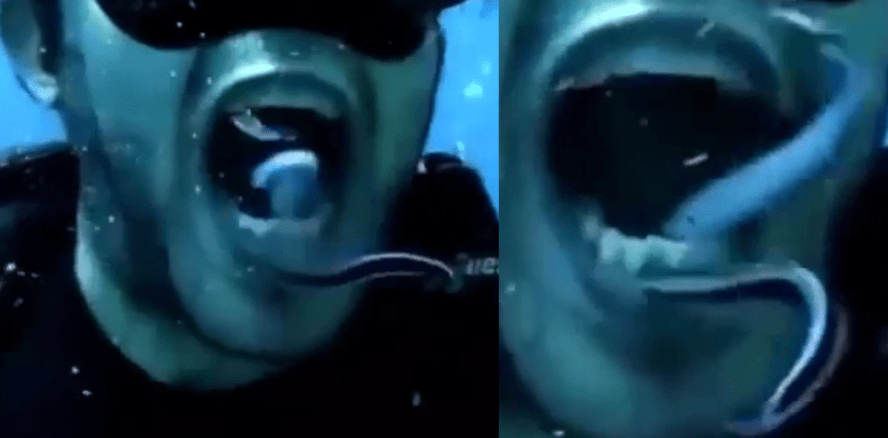 PZR bei Dr. Fisch: Zähneputzen unter Wasser