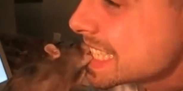 Tierische Zahnreinigung: Mann lässt sich von Ratte Gebiss säubern