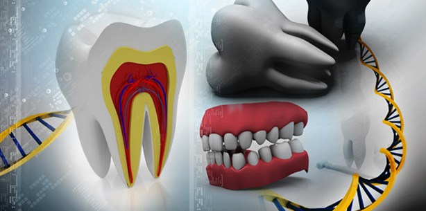 Die Rolle des Proteins Dpysl4 bei der Zahnentwicklung