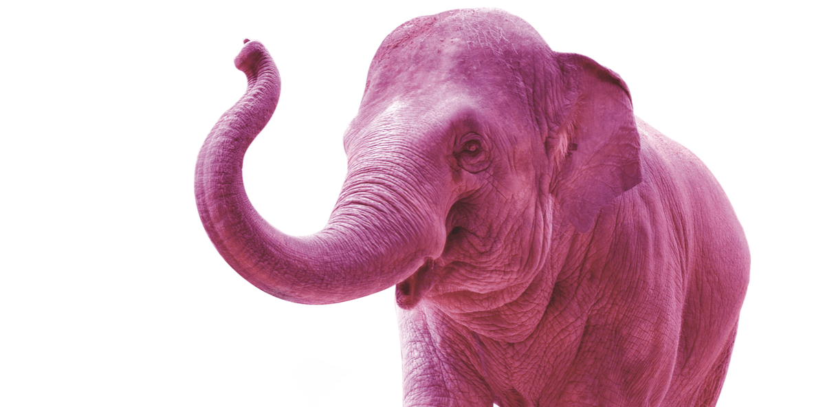 Rosa Elefant verwüstet Zahnarztpraxis