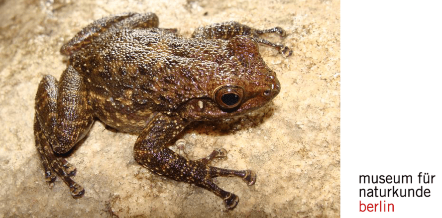 Säbelzahnfrösche – Ein Leben in der Spritzwasserzone