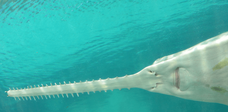 Von der Schuppe zum Zahn – oder doch nicht?