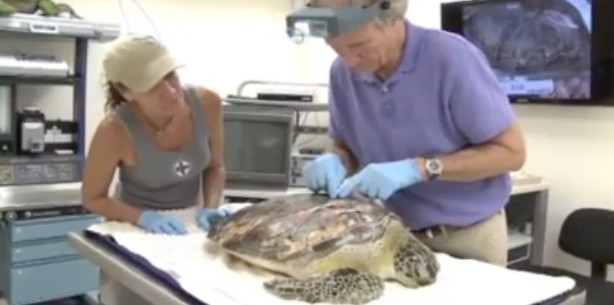 Schildkröte in Not: Zahnarzt wird zum tierischen Lebensretter