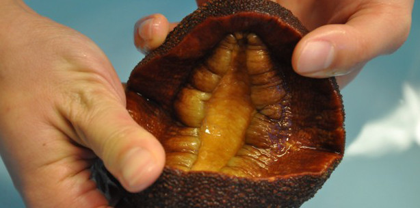 Schneckenzähne – interessant für die Bionik