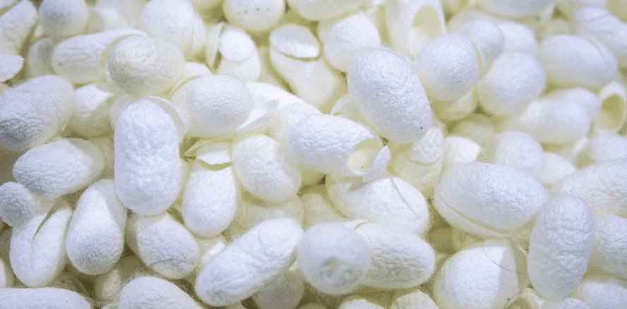 Aktive Speicheldrüsen dank Seide