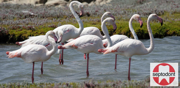 Septodont Roadshow: Warum stehen Flamingos auf einem Bein?